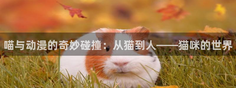 囧次元官方网站下载